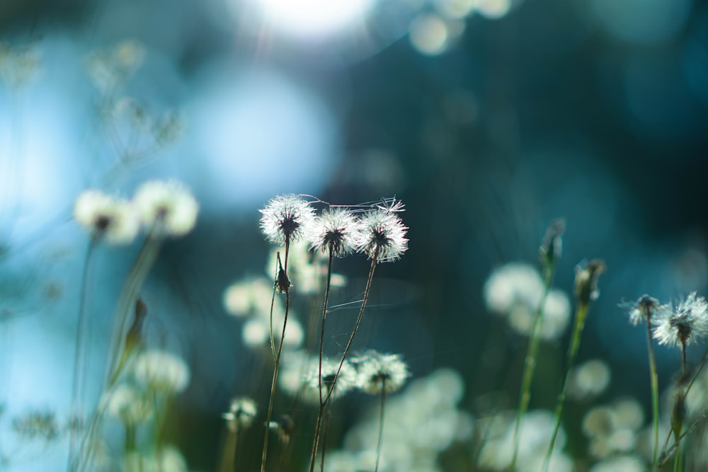 a close up of a flower