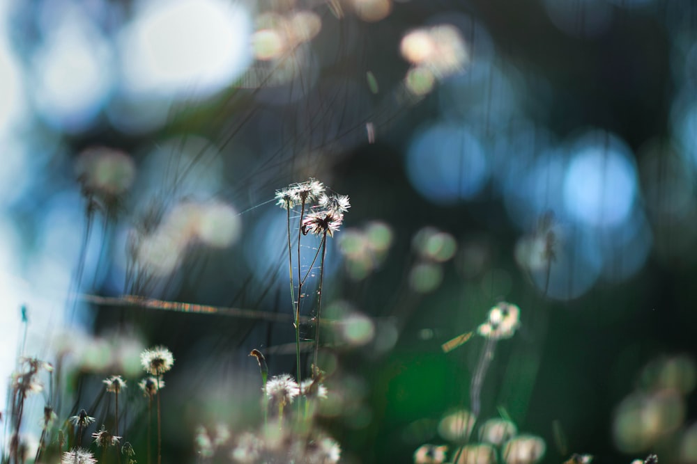 a close up of a flower