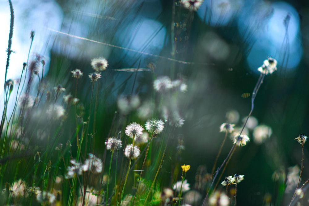 Un primer plano de algunas flores