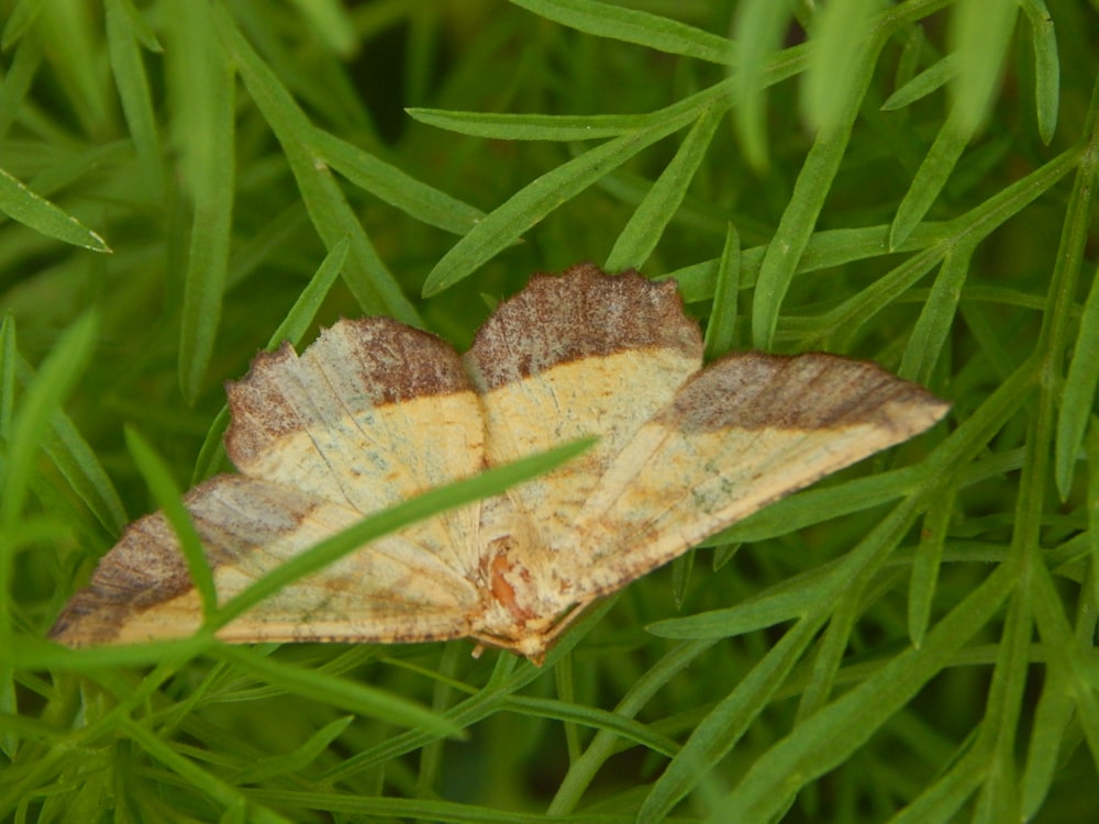 a moth on grass