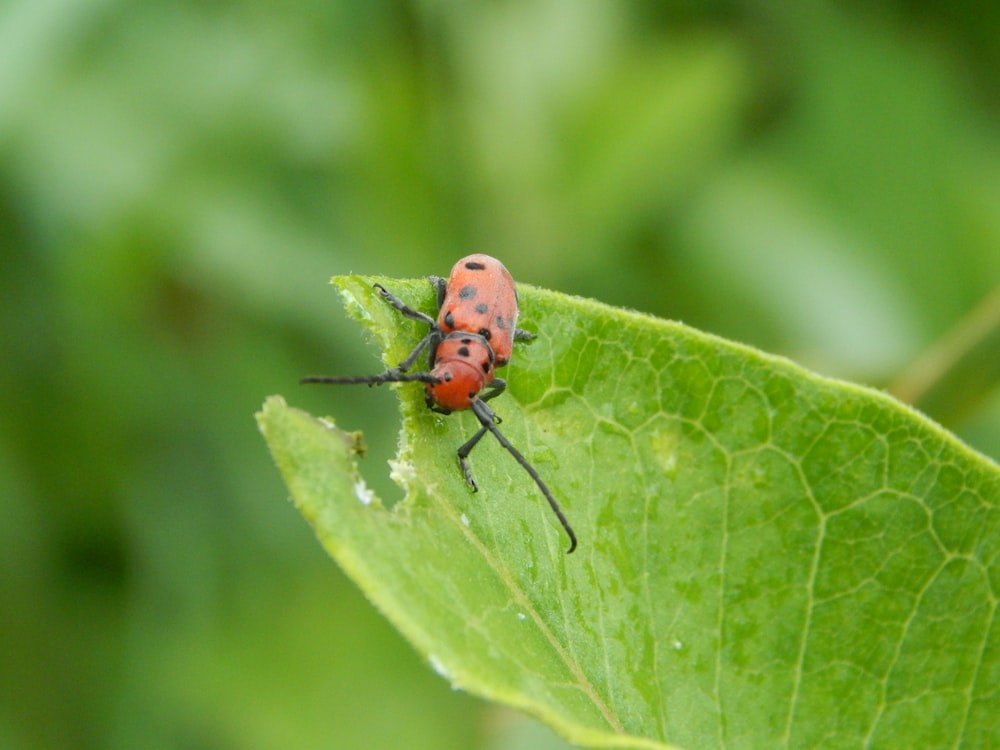 a bug on a leaf