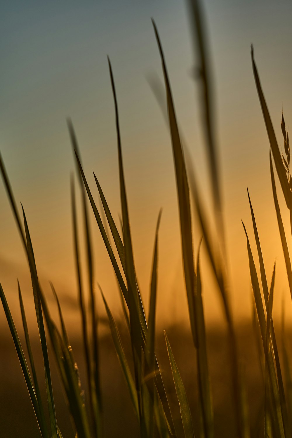 close up of grass