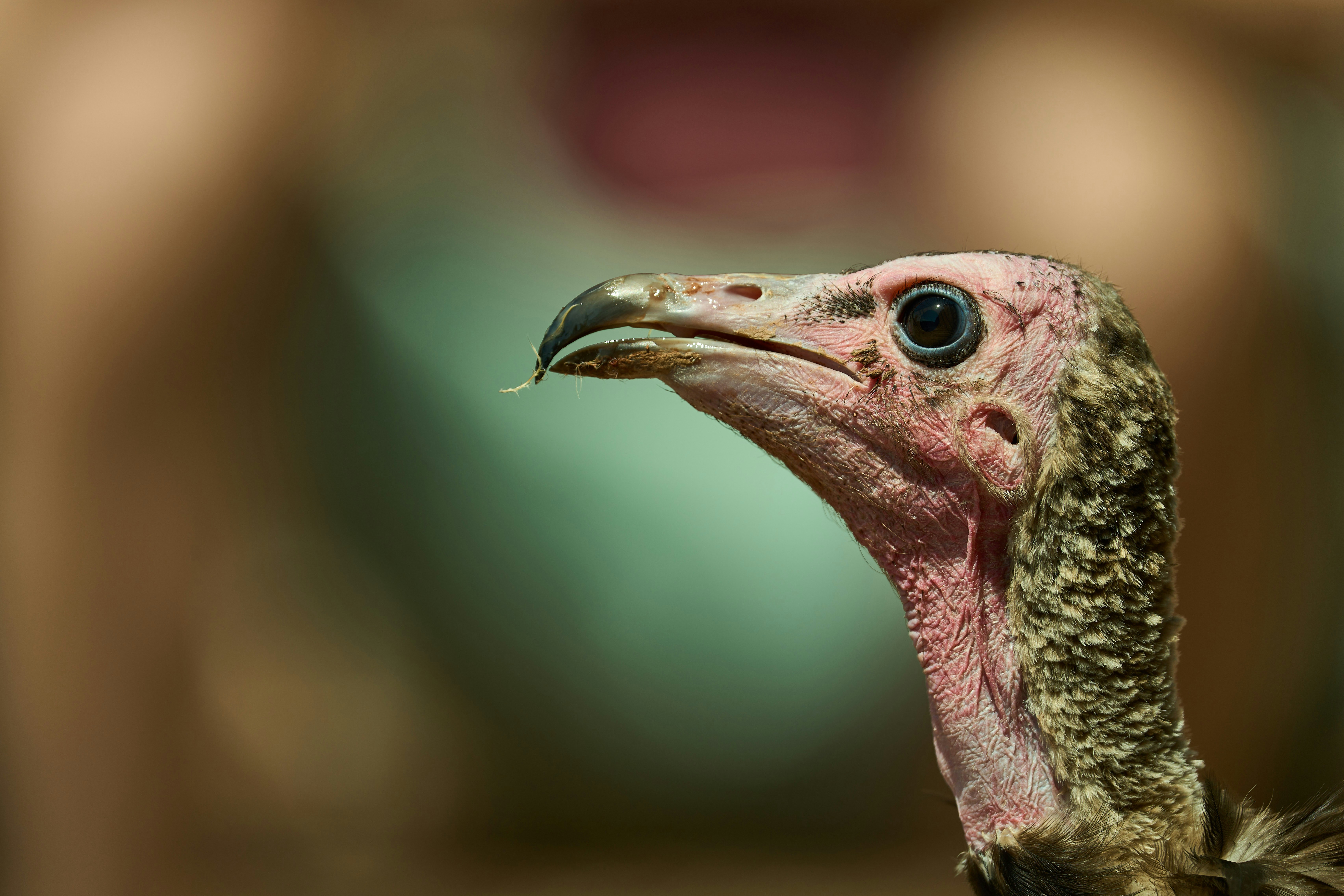 Photo by wolfgang_hasselmann