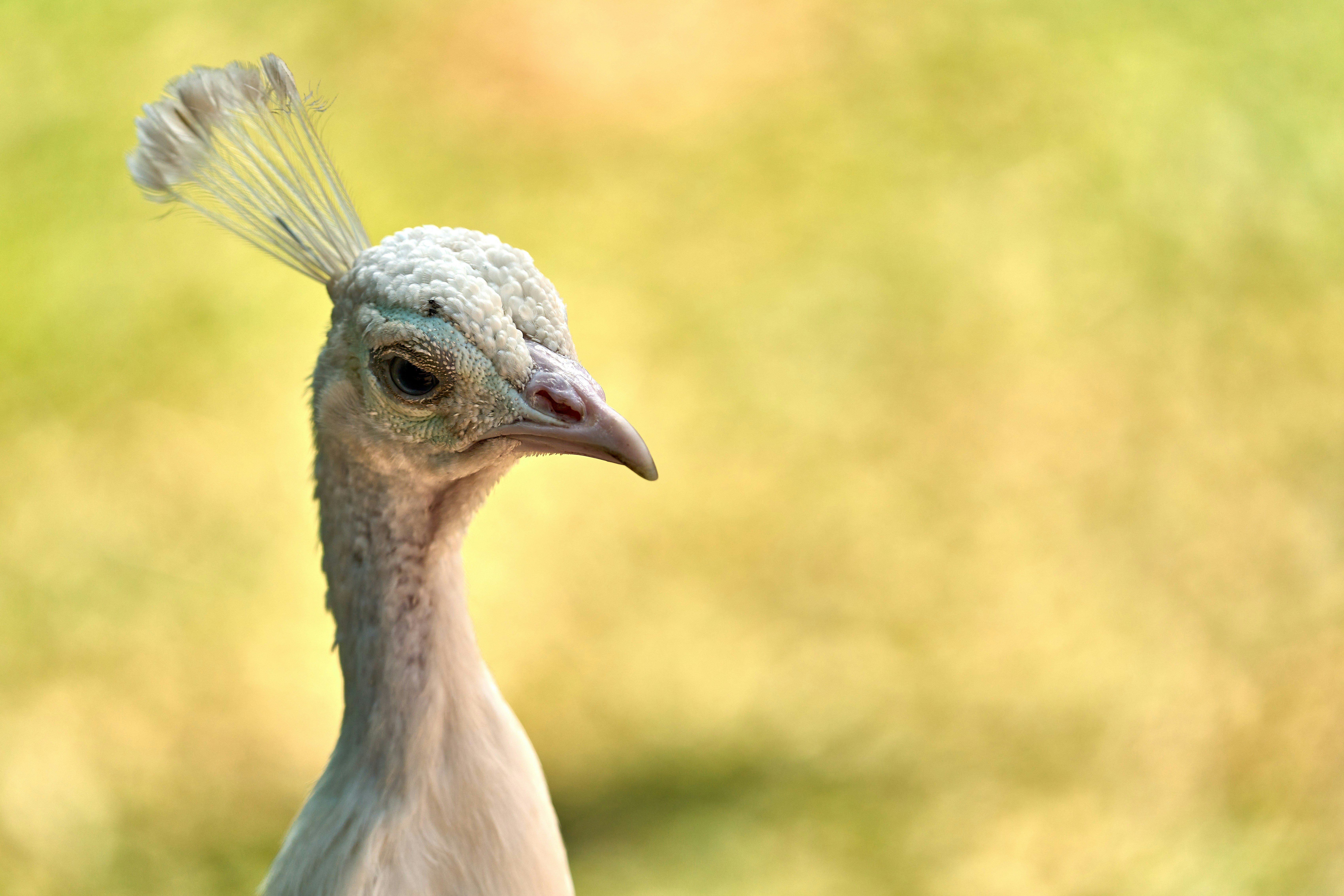 Photo by wolfgang_hasselmann