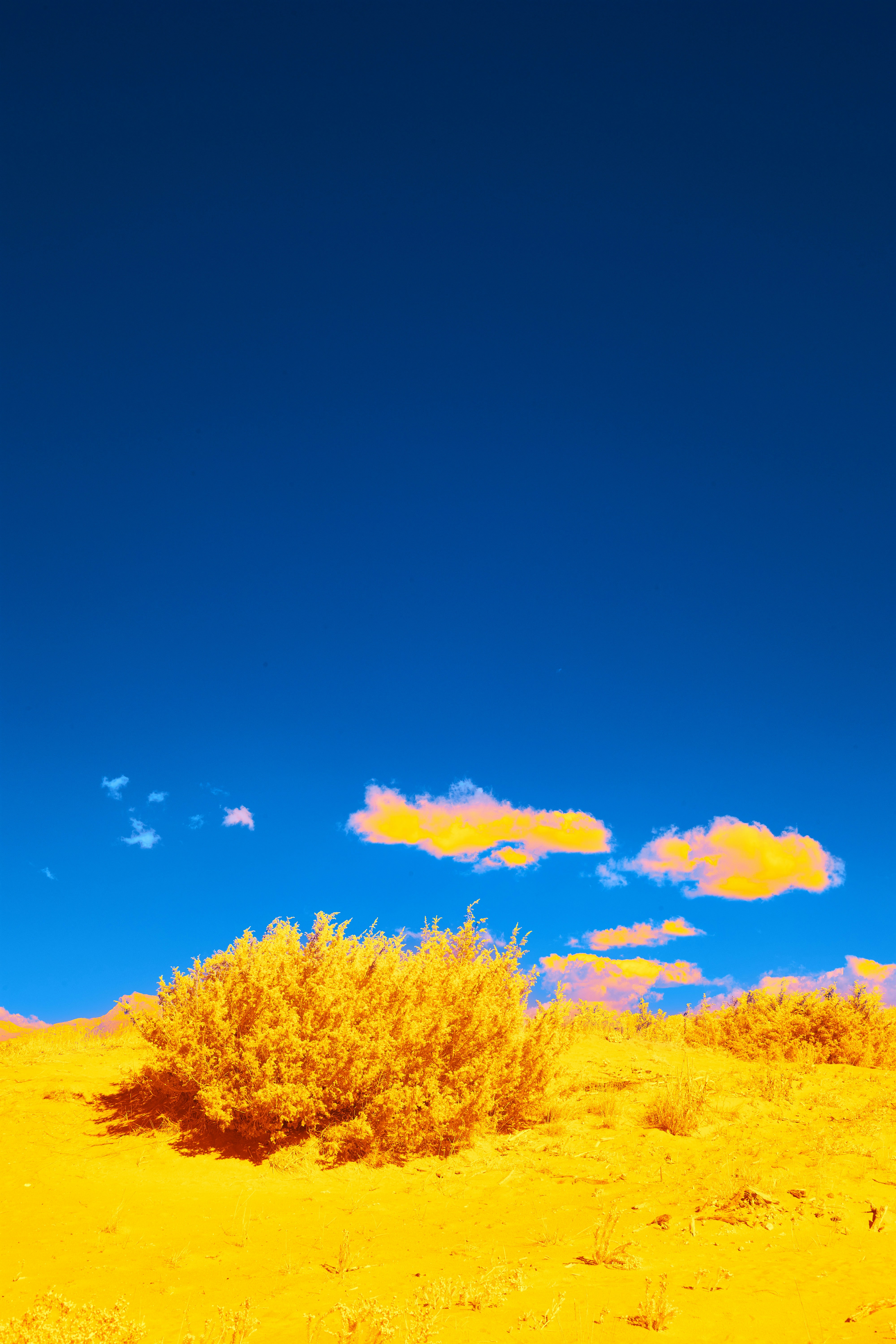 Photo by wolfgang_hasselmann