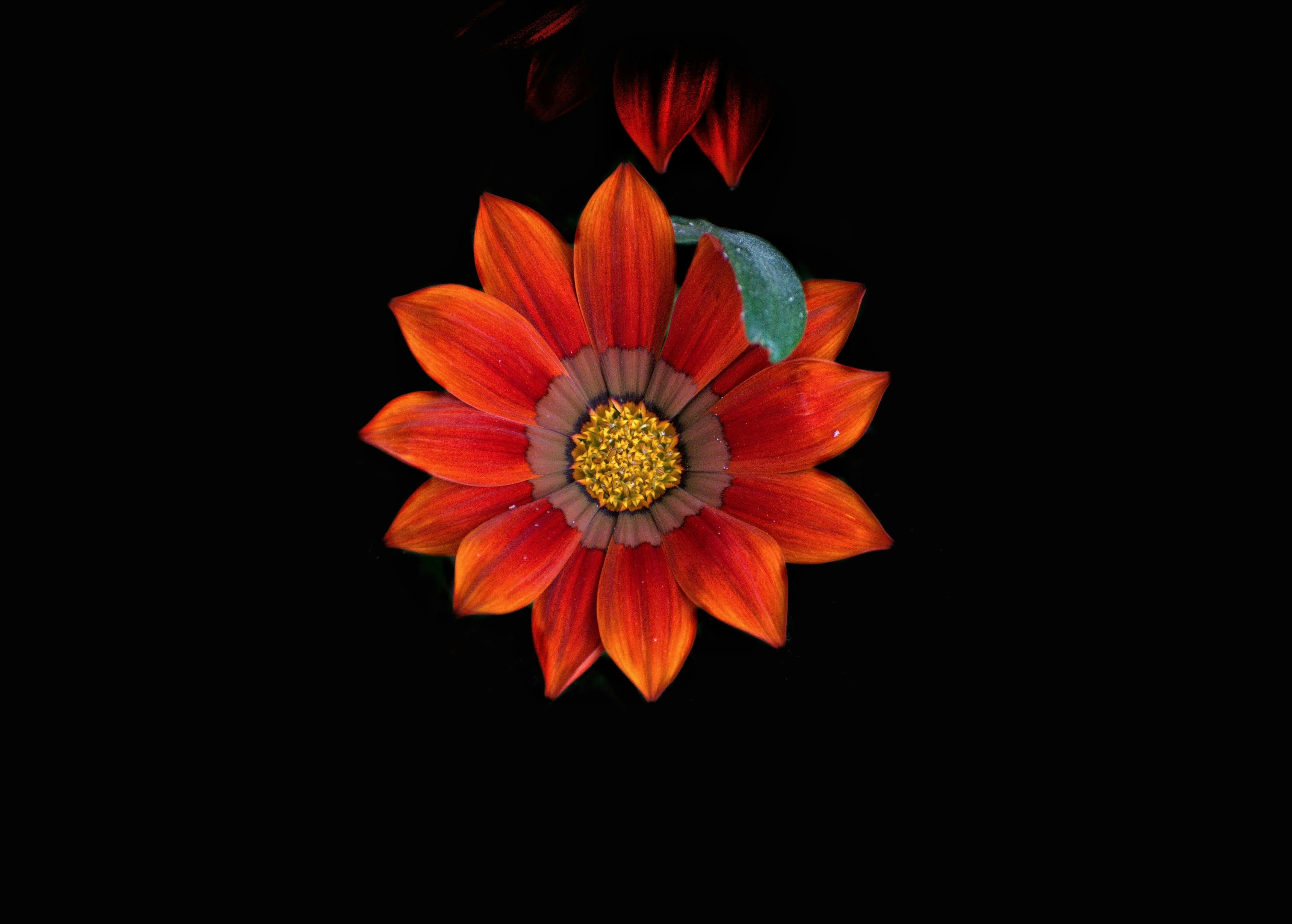 um close up de uma flor