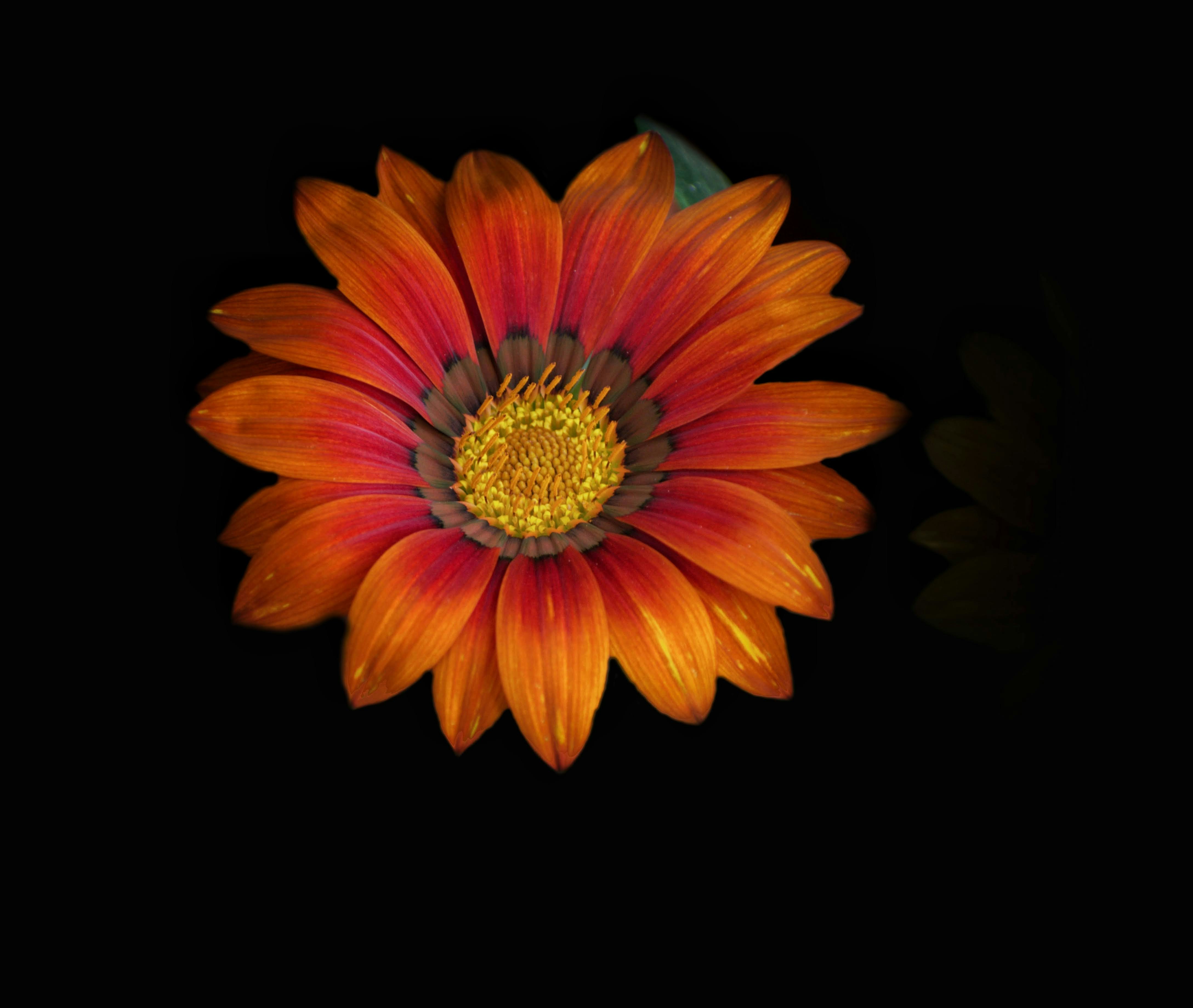 Gros plan d’une fleur