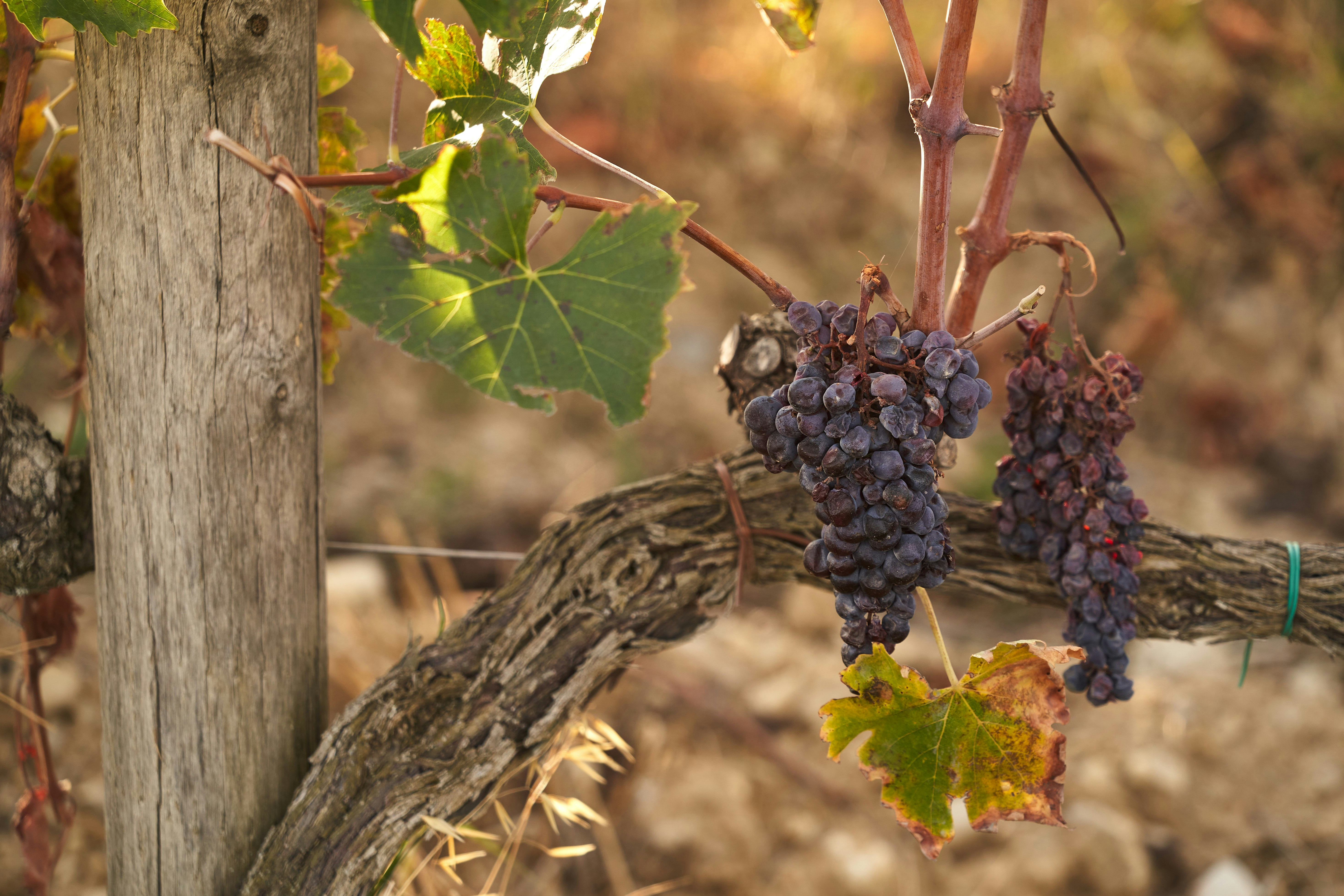 a close-up of some grapes