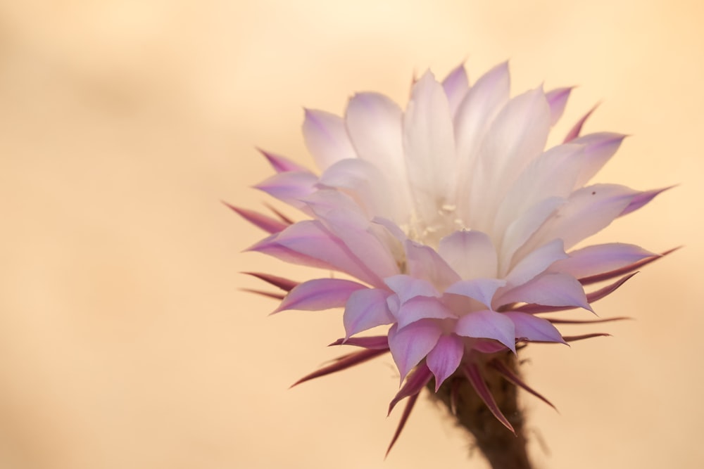 a close up of a flower