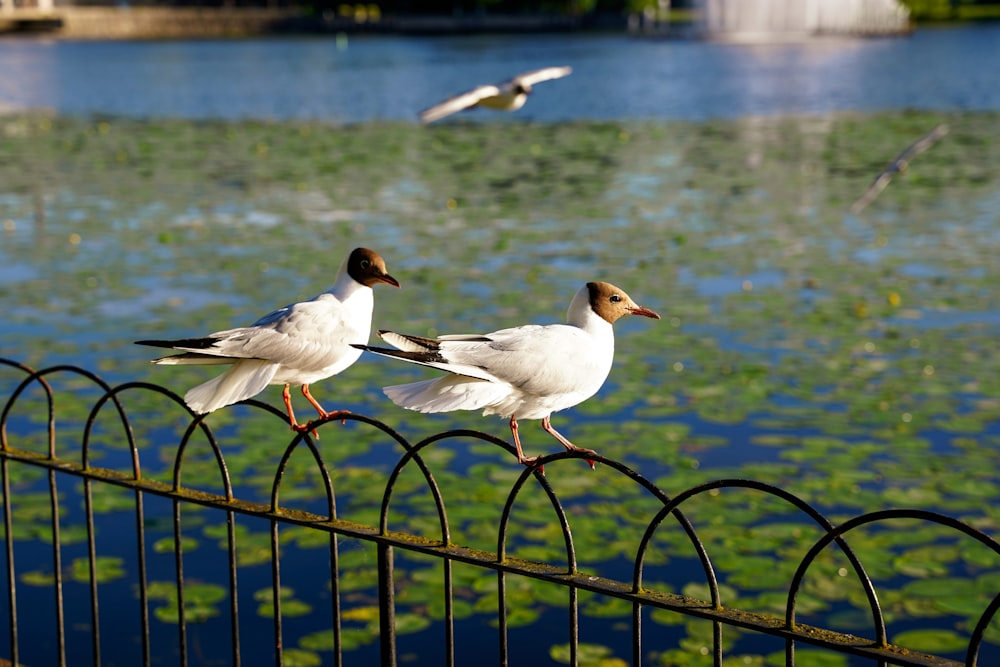 birds on a fence