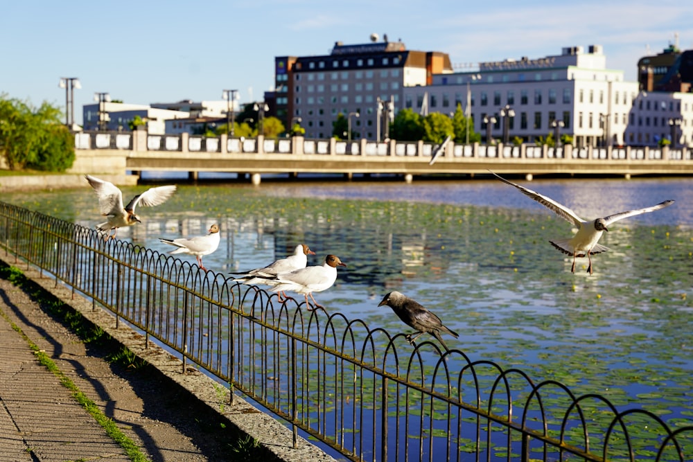 birds flying over water