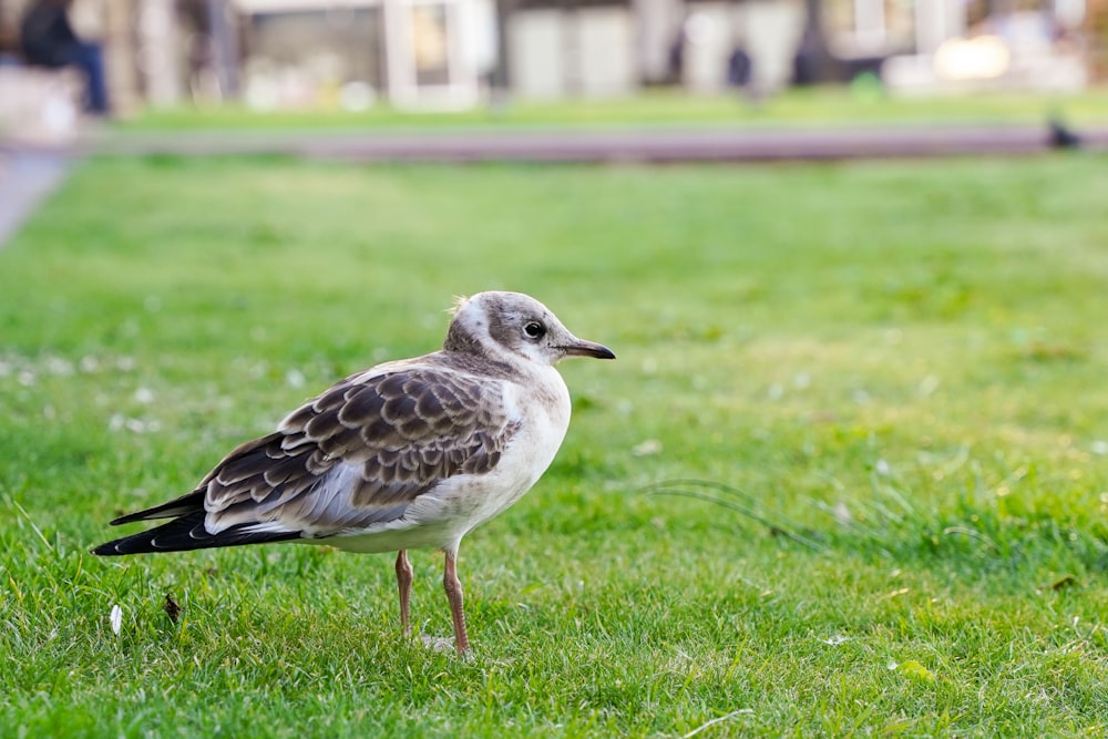 a bird standing in the grass