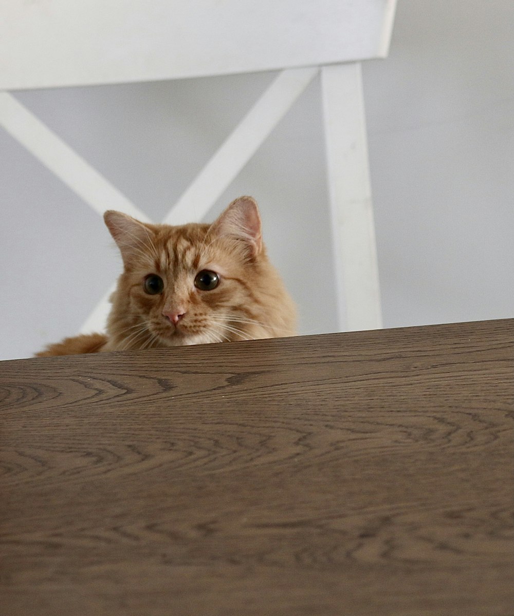 a cat peeking over a table