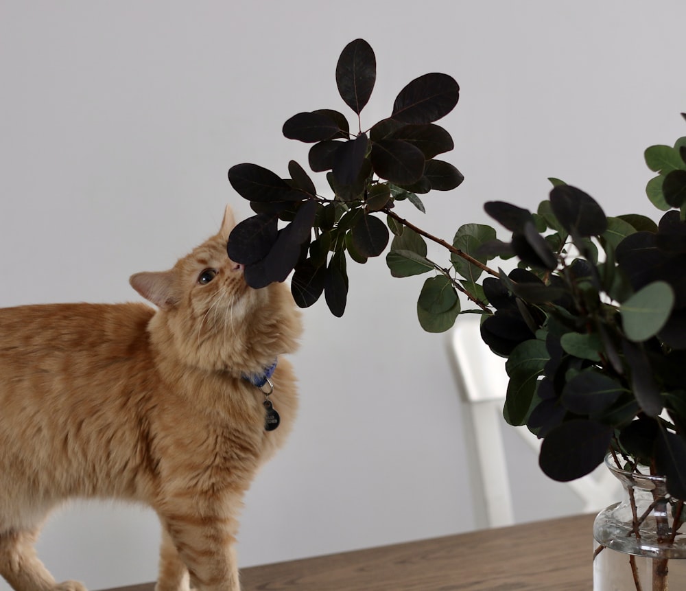 a cat looking at a plant