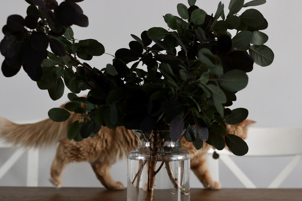 a cat next to a vase with flowers