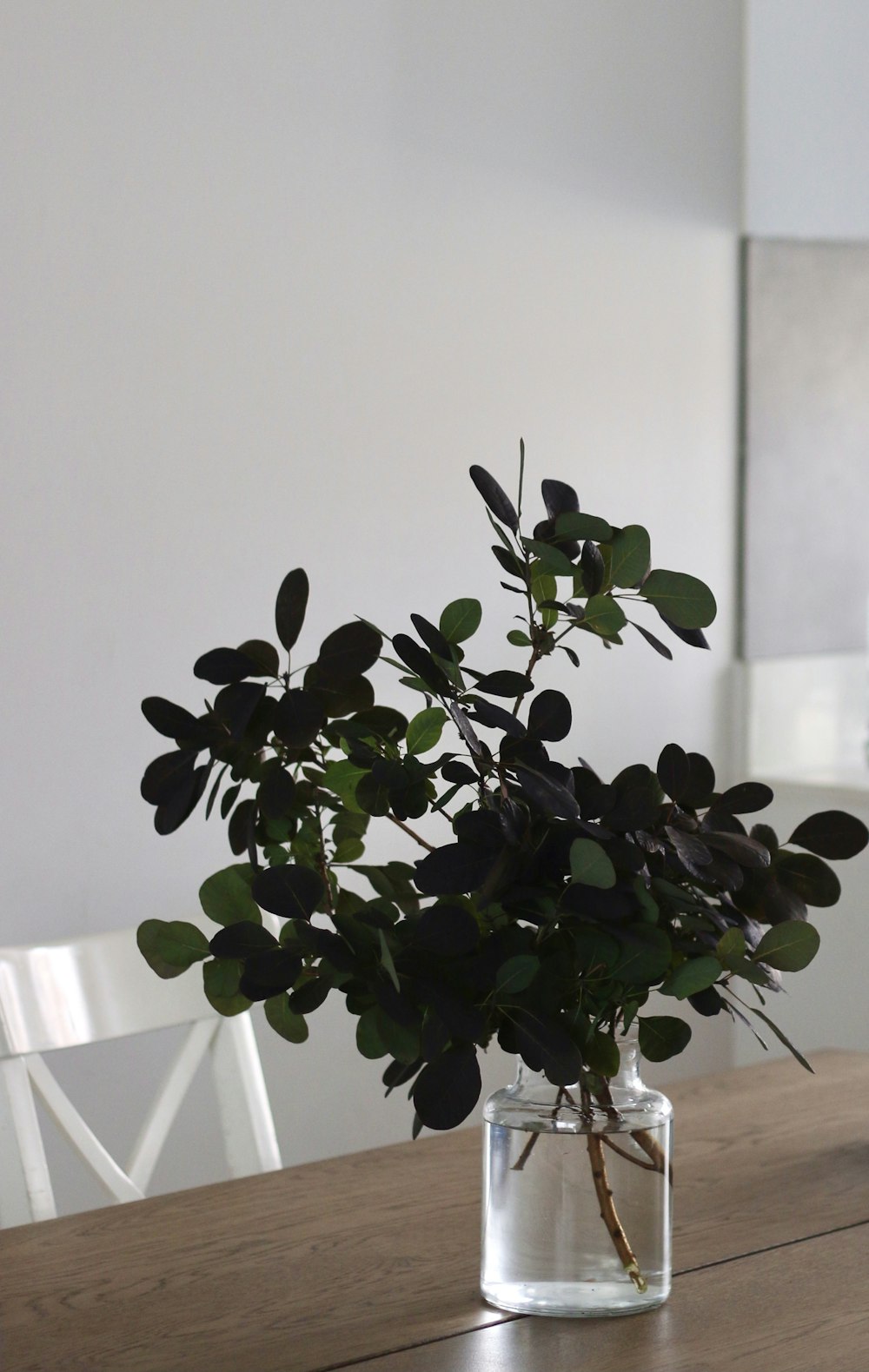 a plant in a glass vase