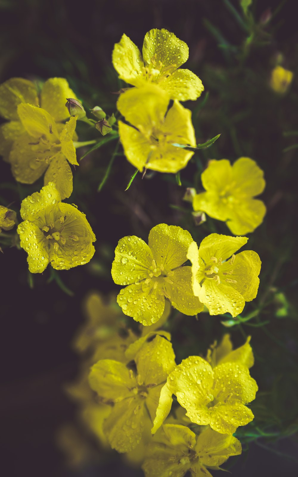 un gruppo di fiori gialli