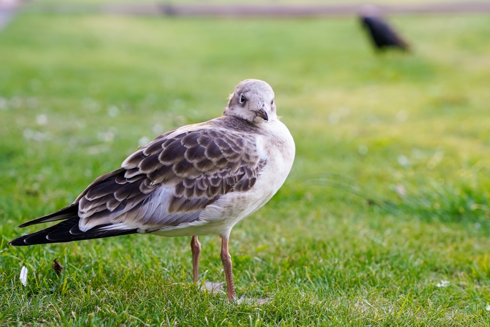 a bird standing on grass