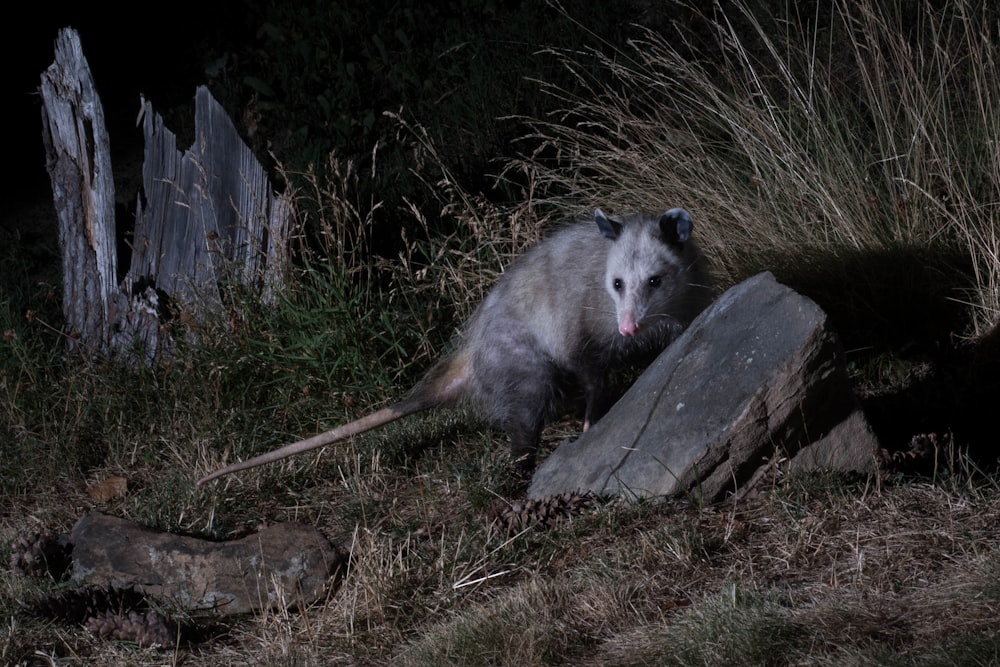 a raccoon sitting on a rock