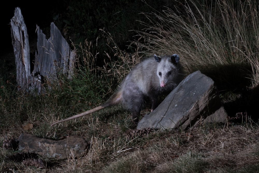 Ein Waschbär sitzt auf einem Felsen