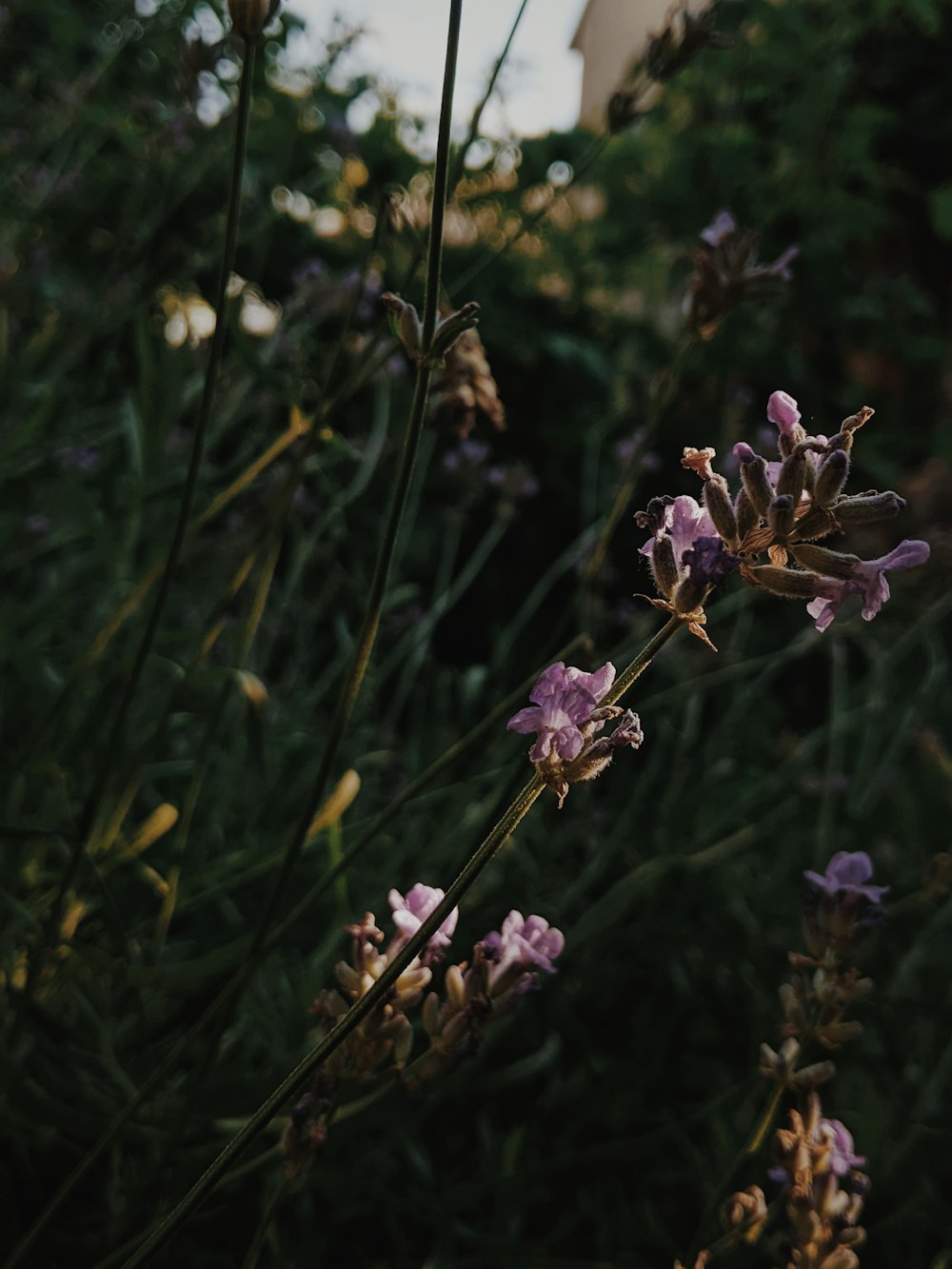 a close up of a plant