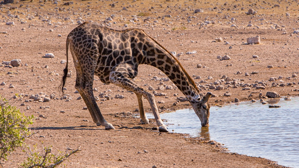 une girafe buvant de l’eau