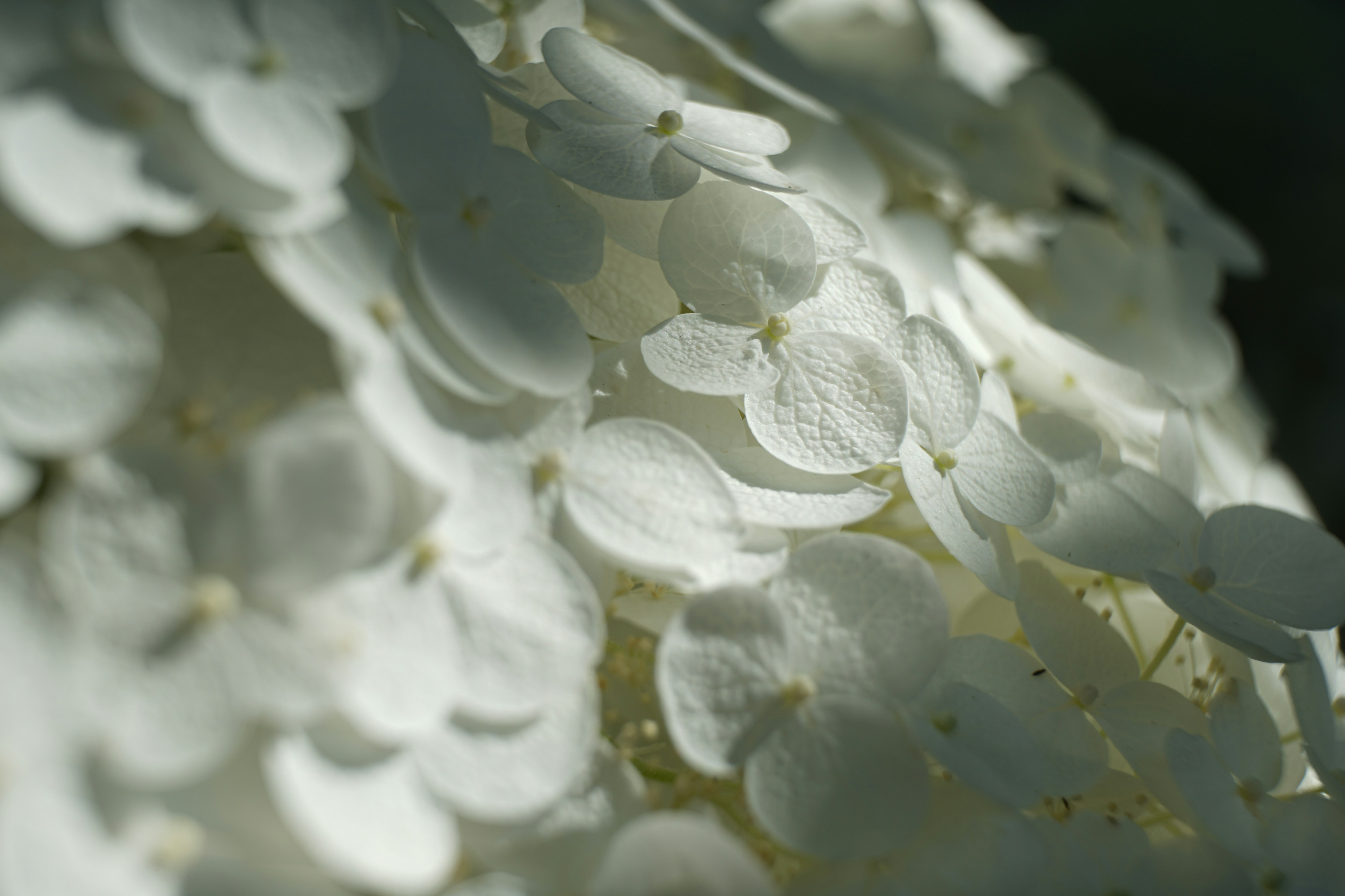 a close up of white flowers