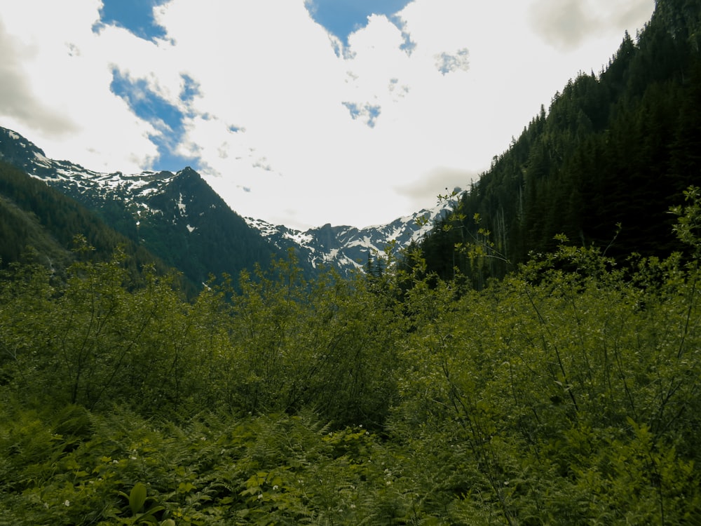 a forest of trees and mountains