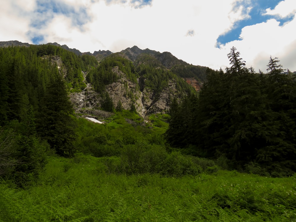 a rocky mountain with trees