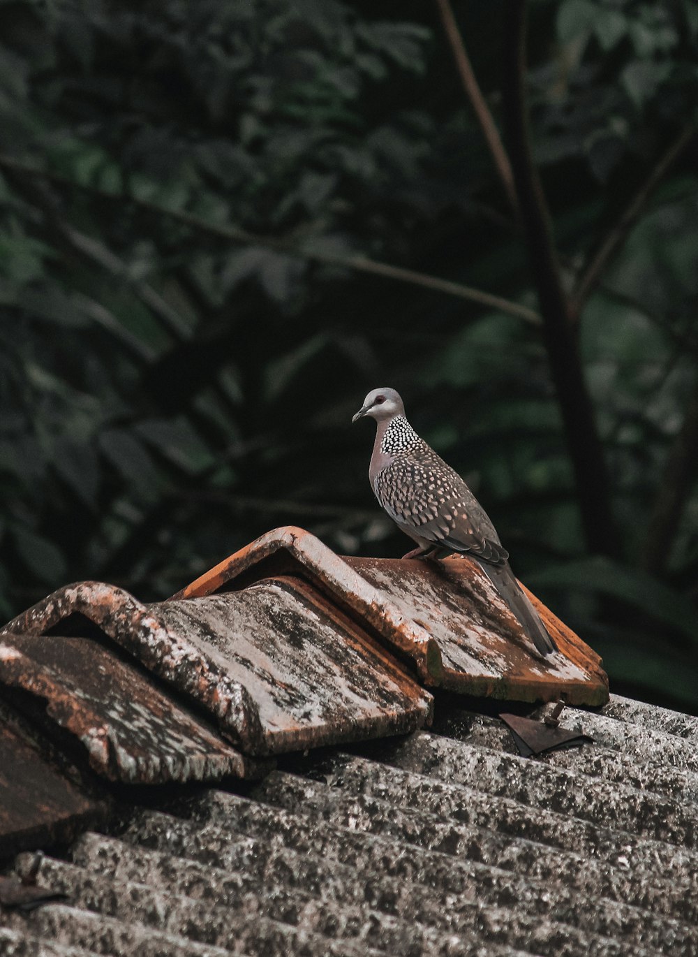 a bird sitting on a piece of wood