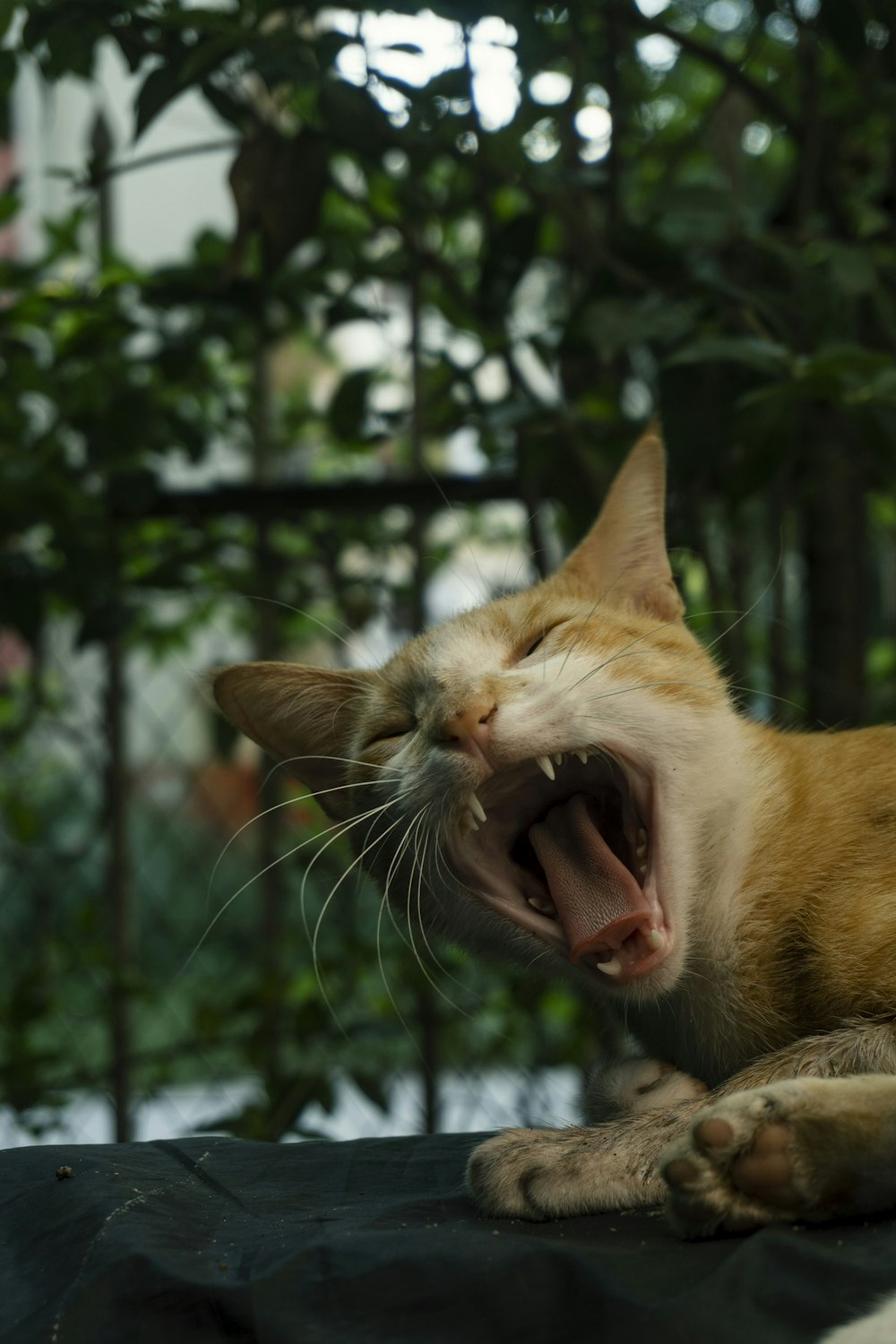 a cat yawning on a ledge