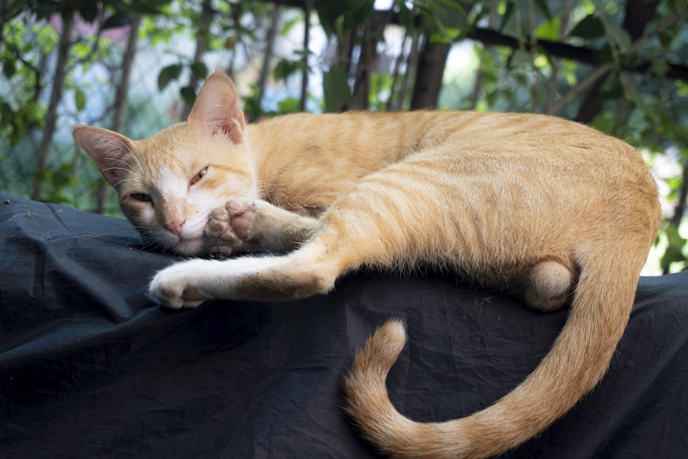 a cat lying on a couch