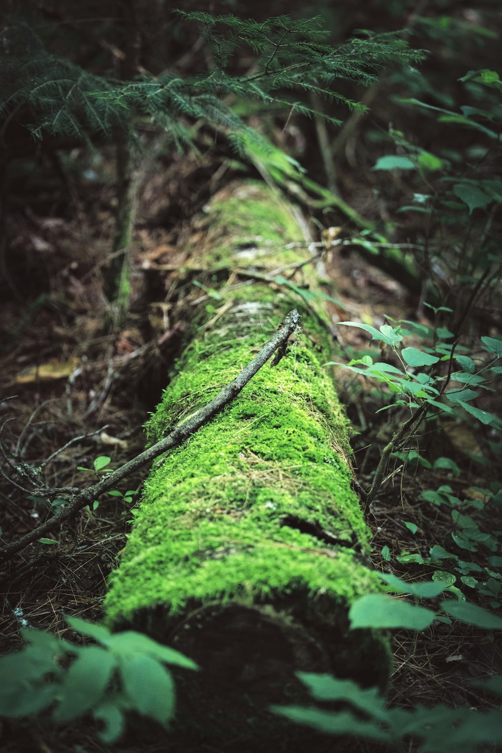 a mossy rock in the woods