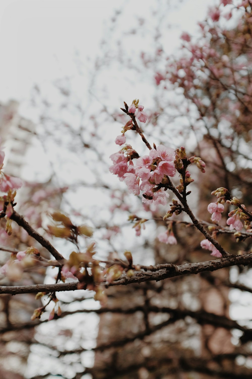 a close up of a tree branch with pink flowers