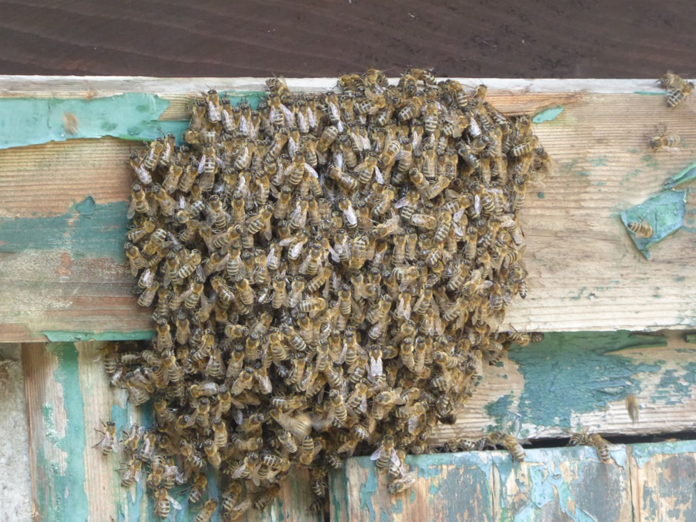 um grande grupo de abelhas em uma superfície de madeira