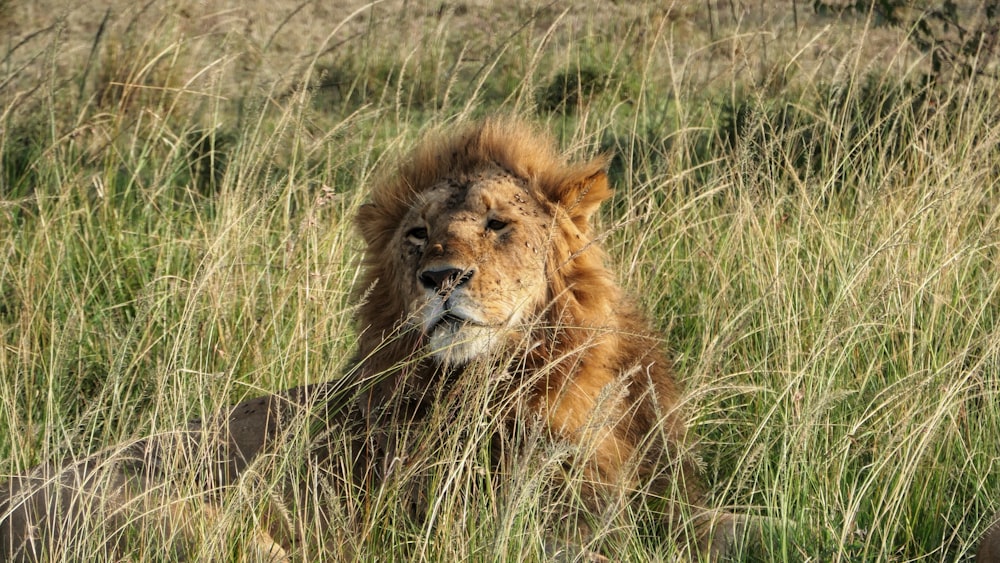 a lion lying in tall grass
