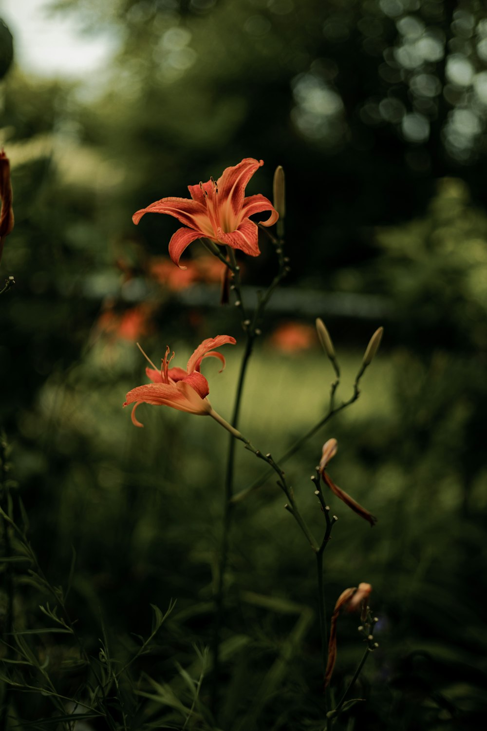 a close up of a flower