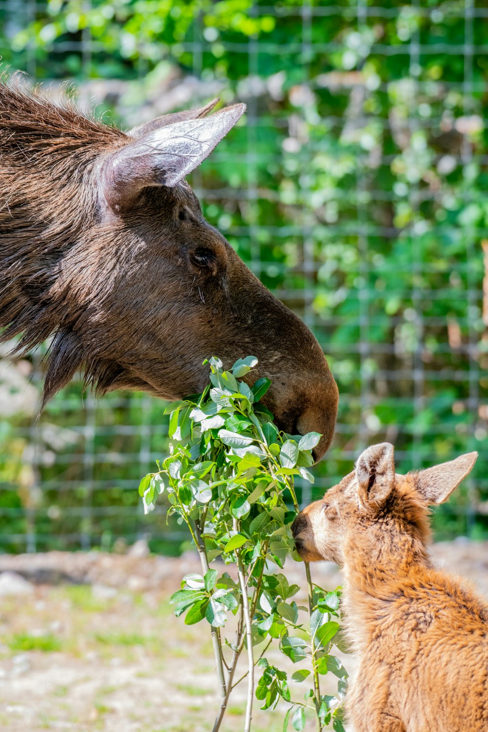 a deer looking at a deer