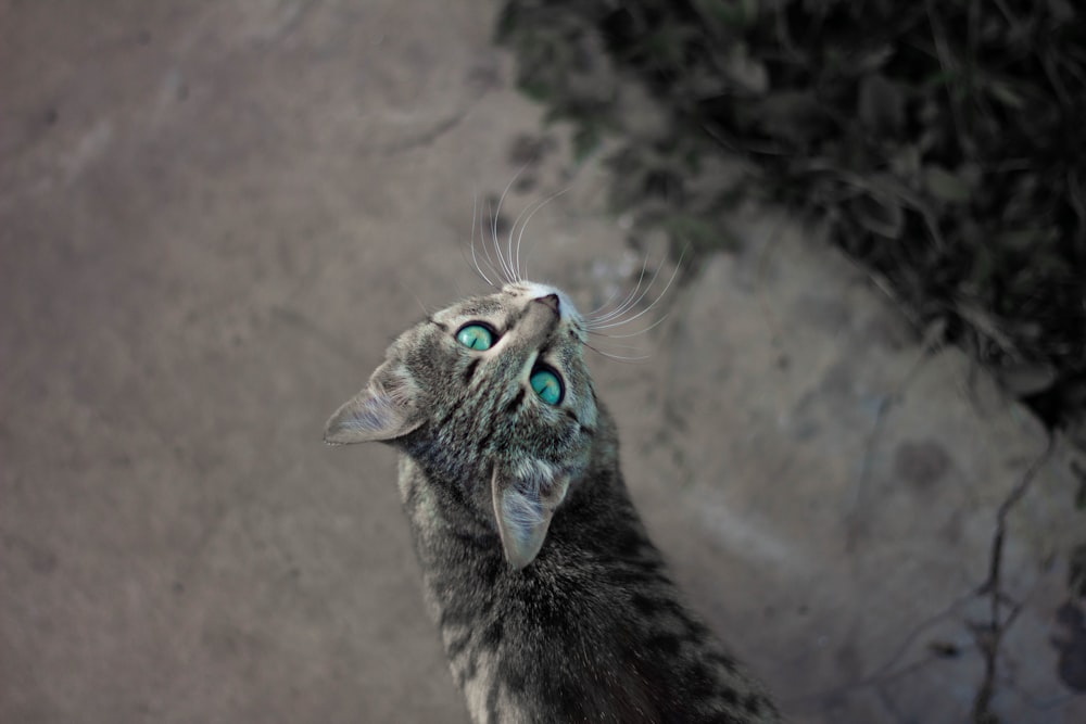 a cat looking up