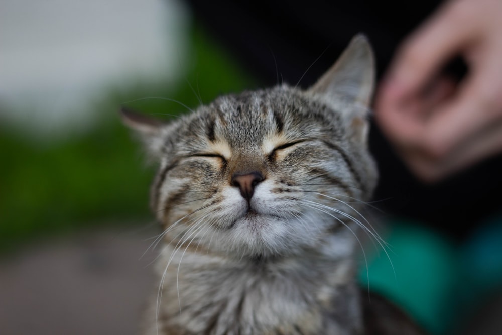 a cat with its eyes closed