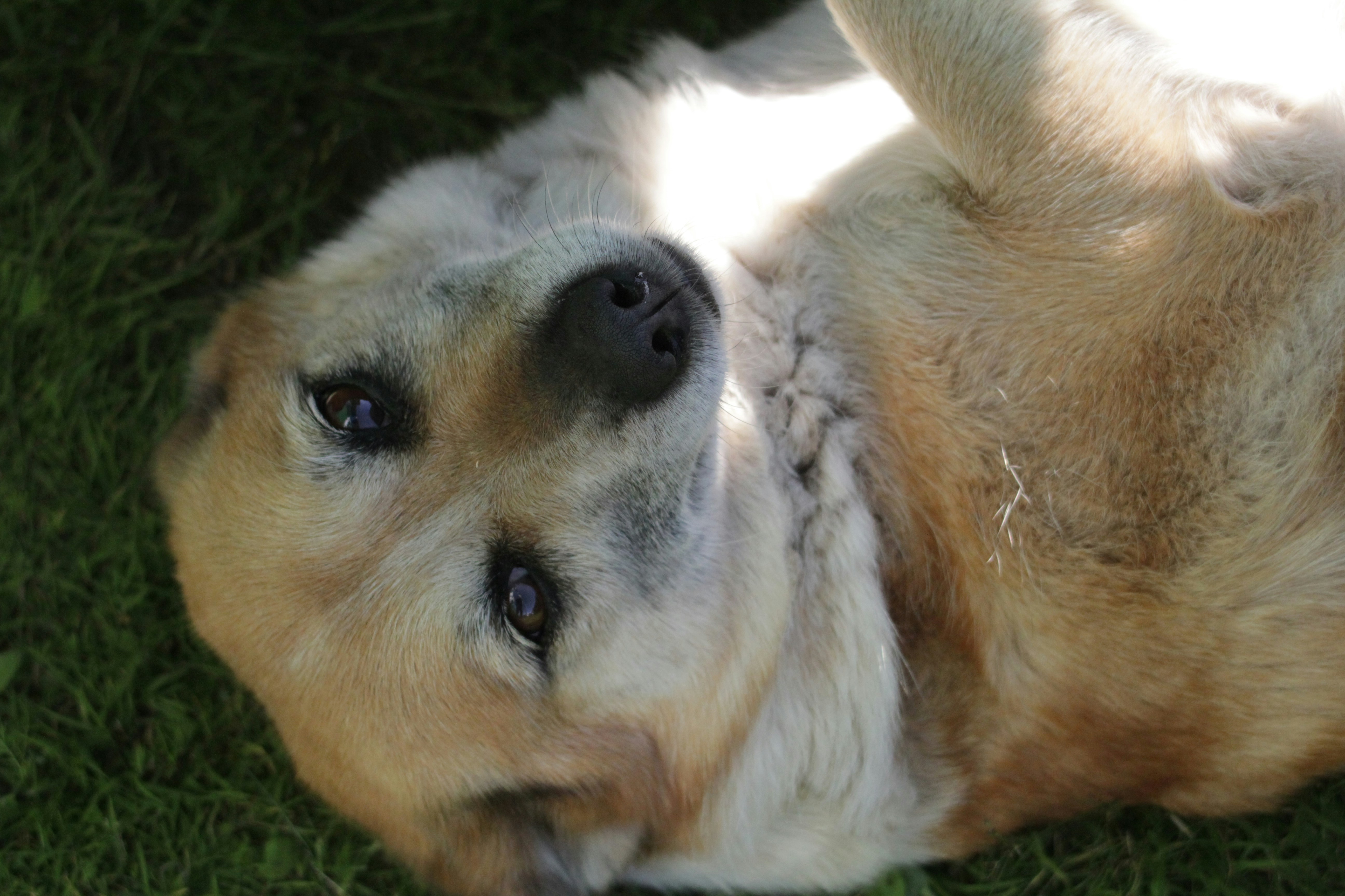 שני כלבים מחובקים בדשא