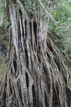 An ancient tree with roots and branches intertwining, representing life cycles.