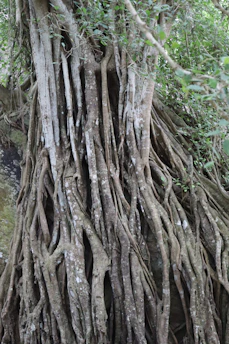 An ancient tree with roots and branches intertwining, representing life cycles.