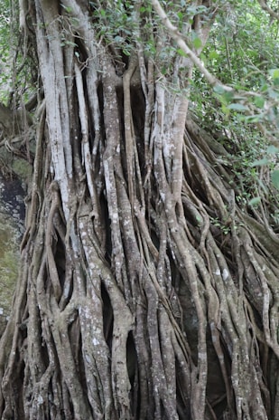 Ancient tree roots intertwining with the earth, symbolizing connection and grounding.