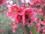 Close-up of blooming wildflowers with bees pollinating in the park.