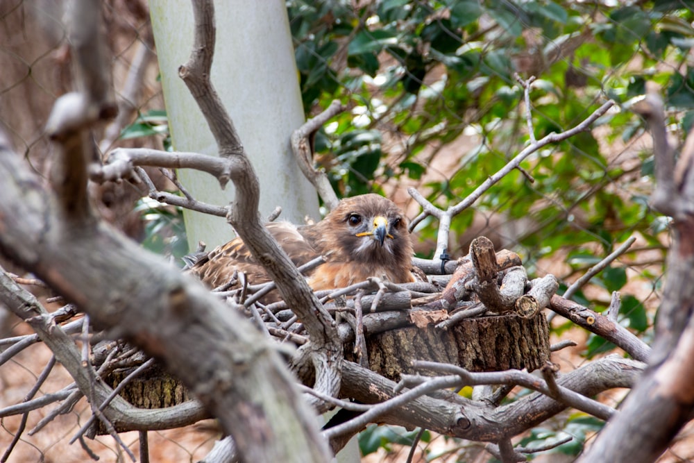 a bird sitting on a tree branch