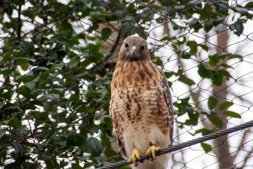 an owl perched on a branch