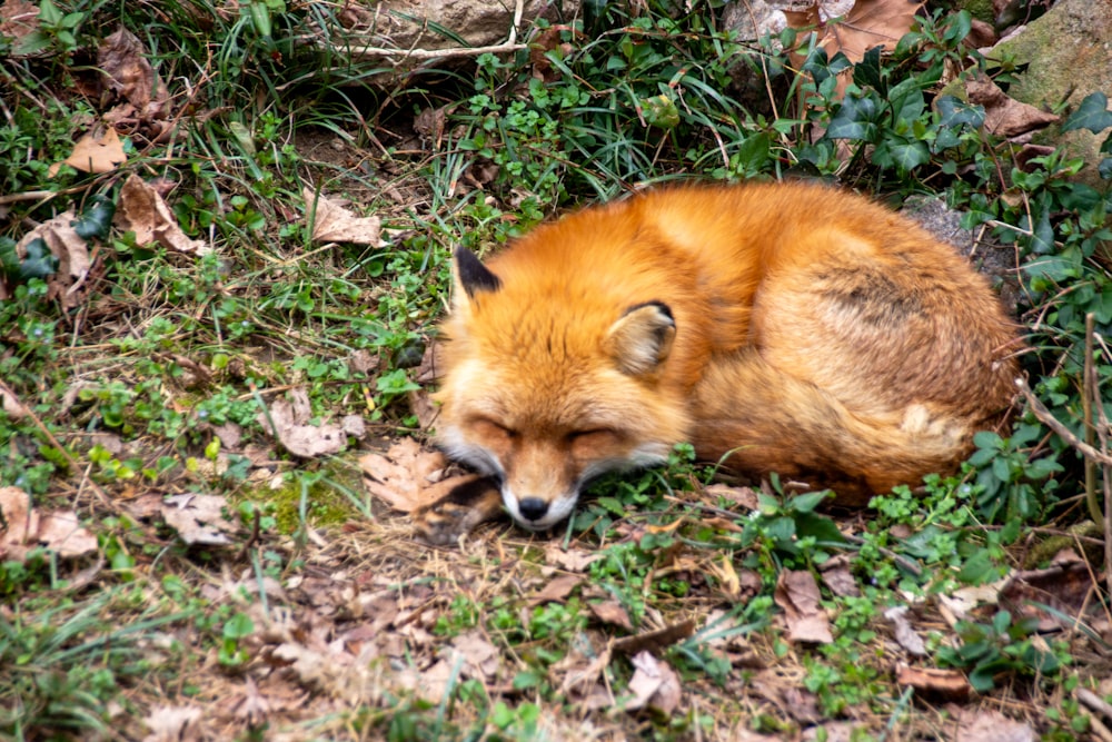 a fox sleeping in the grass