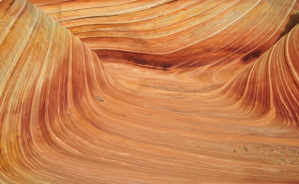 close-up of a person's hair