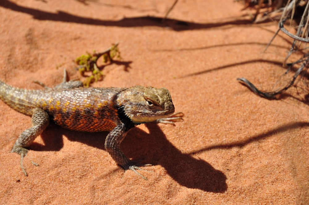 a lizard on the ground